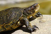 Western pond turtle, adult male Adult Male,Adult,Reptilia,Reptiles,Chordates,Chordata,Pond Turtles,Emydidae,Turtles,Testudines,Actinemys,North America,Temporary water,Terrestrial,Vulnerable,Streams and rivers,Wetlands,Soil,Animalia,