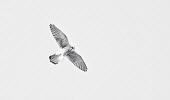 White falcon Animalia,Chordata,Aves,Falconiformes,Falconidae,Falco,falcon,falcons,bird of prey,birds of prey,flight,in flight,wings,wingspan,high key,black and white,b&w,black and white photography,monochrome