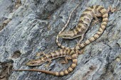Panamint alligator lizards, adult female and juvenile male Adult,Adult Female,Young,Anguidae,Glass Lizards,Chordates,Chordata,Squamata,Lizards and Snakes,Reptilia,Reptiles,Animalia,Terrestrial,Mountains,North America,Wetlands,panamintina,Temperate,Rock,Vulner