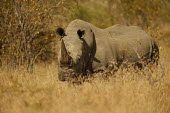 White rhinoceros grazing rhino,rhinos,rhinoceros,rhino horn,horn,mammal,mammals,African,safari,Perissodactyla,Rhinocerotidae,grazing,eating,feeding,dry,negative space,copy space,Rhinocerous,Odd-toed Ungulates,Mammalia,Mammals