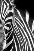 Plains zebra face close-up Werner Maritz zebra,zebras,mammal,mammals,Equidae,equid,Perissodactyla,stripe,stripey,stripes,pattern,patterned,face,eyes,art,artistic impression,artistic,abstract,black and white,black and white photography,b&w,close up,close-up,Chordates,Chordata,Odd-toed Ungulates,Horses, Donkeys, Zebras,Mammalia,Mammals,Least Concern,quagga,Streams and rivers,Ponds and lakes,Equus,Africa,Terrestrial,Savannah,Herbivorous,Temporary water,Animalia,IUCN Red List,Near Threatened