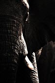 Elephant African elephant,elephant,elephants,black and white,black and white photography,b&w,tusk,texture,abstract,close up,close-up,mammal,mammals,dark,Elephants,Elephantidae,Chordates,Chordata,Elephants, Mam