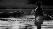 Hippopotamus in water black and white,black and white photography,b&w,mouth,teeth,water,river,hippo,hippos,hippopotamus,fight,fighting,agression,defence,behaviour,splash,Hippopotamidae,Hippopotamuses,Mammalia,Mammals,Even-