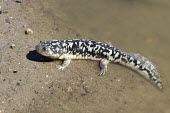Young California tiger salamander showing colour variation Adult,Mole Salamanders,Ambystomatidae,Chordates,Chordata,Amphibians,Amphibia,Salamanders,Caudata,Ambystoma,Aquatic,Wetlands,californiense,Temperate,Streams and rivers,Carnivorous,Terrestrial,North Ame