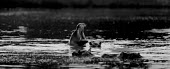 Hippopotamus group in water black and white,black and white photography,b&w,yawning,yawn,mouth,teeth,water,swimming,swim,group,river,hippo,hippos,hippopotamus,Hippopotamidae,Hippopotamuses,Mammalia,Mammals,Even-toed Ungulates,Ar