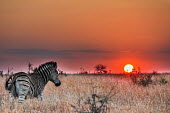 Plains zebra and sunset zebra,zebras,mammal,mammals,Equidae,equid,Perissodactyla,stripe,stripey,pattern,grassland,savannah,savanna,sunset,sun,sky,orange sky,orange,art,artistic,golden,disc,Digital manipulation,Chordates,Chor