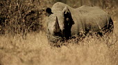 White rhinoceros grazing rhino,rhinos,rhinoceros,rhino horn,horn,mammal,mammals,African,safari,Perissodactyla,Rhinocerotidae,grazing,eating,feeding,dry,negative space,copy space,Rhinocerous,Odd-toed Ungulates,Mammalia,Mammals