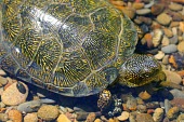 Western pond turtle, adult female Adult,Adult Female,Reptilia,Reptiles,Chordates,Chordata,Pond Turtles,Emydidae,Turtles,Testudines,Actinemys,North America,Temporary water,Terrestrial,Vulnerable,Streams and rivers,Wetlands,Soil,Animali