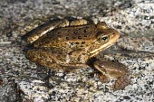 Cascades frog adult and juvenile Adult,Various larval or tadpole stages,Ranidae,Ranids,Amphibians,Amphibia,Anura,Frogs and Toads,Chordates,Chordata,Near Threatened,Ponds and lakes,Fresh water,Terrestrial,IUCN Red List,Aquatic,Mountai