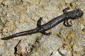 Juvenile Inyo mountains salamander Various larval or tadpole stages,Salamanders,Caudata,Chordates,Chordata,Plethodontidae,Lungless Salamanders,Amphibians,Amphibia,Batrachoseps,campi,Animalia,IUCN Red List,North America,Scrub,Fresh wate