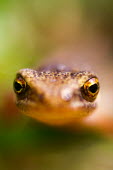 Baby newt shallow focus,eyes,newts,newt,amphibian,amphibians,Animalia,Chordata,Amphibia,Caudata,Salamandridae,Triturus,Lissotriton,young,eft,baby,looking at camera
