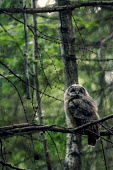 Tawny owlets tawny owl,owl,owls,owlet,young,baby,tree,woodland,branch,perched,camouflage,low light,Chordates,Chordata,True Owls,Strigidae,Aves,Birds,Owls,Strigiformes,Urban,Agricultural,Flying,Temperate,Strix,Euro