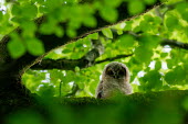 Tawny owlets tawny owl,owl,owls,owlet,young,baby,tree,woodland,branch,perched,low light,cute,looking at camera,negative space,shallow focus,green,leaves,Chordates,Chordata,True Owls,Strigidae,Aves,Birds,Owls,Strig