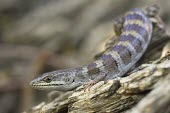 Panamint alligator lizard, adult male Adult,Adult Male,Anguidae,Glass Lizards,Chordates,Chordata,Squamata,Lizards and Snakes,Reptilia,Reptiles,Animalia,Terrestrial,Mountains,North America,Wetlands,panamintina,Temperate,Rock,Vulnerable,Elg