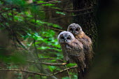Tawny owlets tawny owl,owl,owls,owlet,owlets,young,baby,tree,woodland,branch,perched,camouflage,low light,two,pair,Chordates,Chordata,True Owls,Strigidae,Aves,Birds,Owls,Strigiformes,Urban,Agricultural,Flying,Temp