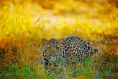 The leopard (Panthera pardus) Cat,Shannon Benson,Panthera,Panthera pardus,spots,Shannon Wild,Wild,Feline,Wild Cat,Wildlife,Animal,Africa,Leopard,South Africa,Big Cat,Fauna,Panther,cats,big cat,big cats,wild cats,leopards,colourful