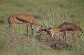 Chinkara fighting gazelle,gazelles,Bovid,Bovids,Bovidae,Cetartiodactyla,mammals,mammal,mammalia,Chordata,male,males,fight,fighting,horns,antlers,behaviour