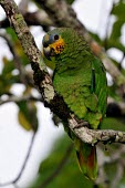 Parrot in the Amazon, Brazil Center for International Forestry Research (CIFOR) brazil,bird,latin america,animal,amazon,parrot,parrots,spanish,forests,verticals,rainforests,birds,Orange-winged Amazon,Orange-winged Parrot,Animalia,Chordata,Aves,Psittaciformes,Psittacidae,Least Concern,perched,portrait