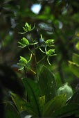 A wild orchid  grows in the Community managed forest west,orchid,Indonesia,flora,verticals,kalimantan,rainforests,sentarum,orchids,flower,flowers,green,dark,low light,shallow focus,leaves,foliage,community,managed,forest,forests,community forest