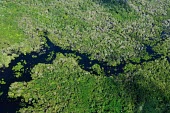 Aerial view of the Amazon rainforest and river, near Manaus Brazil,latin america,horizontal,forest,river,amazon,aerial,spanish,forests,climate change,global warming,rainforests,green,looking down,abstract,pattern,trees,brazil