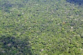 Aerial view of the Amazon rainforest and river, near Manaus Brazil,horizontal,america,forest,amazon,aerial,spanish,latin,forests,climate change,global warming,rainforest,rainforests,canopy,cover,abstract,green,trees,brazil,latin america
