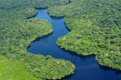 Aerial view of the Amazon rainforest and river, near Manaus Brazil,latin america,horizontal,river,amazon,forestry,aerial,spanish,forest,forests,climate change,global warming,rainforest,rainforests,pattern,green,blue,water,calm,still,lush,brazil