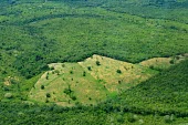 Aerial view of the Amazon rainforest and river, near Manaus Brazil,latin america,horizontal,forest,amazon,aerial,spanish,forests,climate change,global warming,rainforest,rainforests,deforestation,degradation,degraded,cleared,clearing,field,green,erosion,brazil