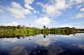 General View of the Brazilian Amazon Brazil,Latin america,water,horizontal,forest,river,amazon,spanish,forests,climate change,global warming,rainforest,rainforests,reflection,blue sky,clouds,wide angle,still,brazil,latin america
