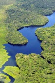 Aerial view of the Amazon rainforest and river, near Manaus brazil,latin america,river,amazon,rainforest,aerial,spanish,forest,forests,climate change,global warming,verticals,rainforests,diagonal,contrast,water,green,blue,rivers,looking down,sunny,abstract,for