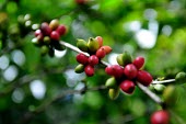 Coffee production at Boa Frente Brazil,Amazon,spanish,rainforest,rainforests,climate change,coffee,forests,fruit,global warming,horizontal,latin america,production,red,green,shallow focus,amazon,brazil