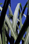 Sugarcane production in the Brazilian Amazon Brazil,leaf,latin america,amazon,spanish,forests,sugarcane,verticals,rainforests,sugar cane,sugar,leaves,blue sky,close-up,close up,brazil,leave