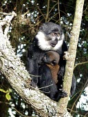 A baby l'Hoest's monkey suckles on its mother africa,wild,animal,animals,monkey,monkeys,wildlife,uganda,forest,forests,verticals,rainforest,rainforests,mother,baby,adult,female,young,infant,primate,primates,suckling,parental care,suckles,feeding,