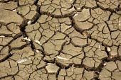 Dried land in Lake Sentarum africa,horizontal,kenya,dry,soil,mud,climate change,global warming,crack,cracked,earth,ground,shallow focus,green,shoot,abstract,pattern,sentarum