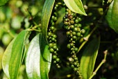 Coffee plantation in West Kalimantan, Indonesia coffee,horizontal,indonesia,forests,climate change,global warming,kalimantan,rainforests,agroforestry,west kalimantan,fruit,leaves,green,shallow focus,Agroforestry,kemiri
