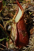 Pitcher plant plant,close up,close-up,hole,forest,indonesia,rainforest,nepenthes,verticals,west kalimantan,sintang,sentarum,old,flower,Magnoliopsida,Dicots,faizaliana,Vulnerable,Plantae,stenophylla,Carnivorous,Nepe