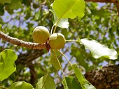 Shea fruit growing on shea tree in Burkina Faso Africa,plants,tree,horizontal,forests,global warming,burkina faso,fruit,fruits,shallow focus,butter,savanna,shea,two,pair,Magnoliopsida,Dicots,Sapotaceae,Photosynthetic,Tracheophyta,Terrestrial,Vitell