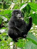 A juvenile gorilla (Gorilla beringei) eating in Uganda's forest Center for International Forestry Research (CIFOR) africa,wild,animal,animals,gorilla,wildlife,uganda,forests,rainforests,juvenile,infant,young,gorillas,primate,primates,eating,feeding,in tree,looking towards camera,great ape,great apes,Mammalia,Mammals,Chordates,Chordata,Primates,Hominids,Hominidae,Rainforest,Endangered,Gorilla,Africa,Animalia,beringei,Terrestrial,Herbivorous,IUCN Red List,Critically Endangered