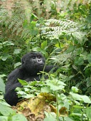 A gorilla (Gorilla beringei) in Uganda's forest africa,wild,animals,horizontal,forest,gorilla,gorillas,wildlife,uganda,rainforests,adult,male,primate,primates,hidden,undergrowth,face,great ape,great apes,Mammalia,Mammals,Chordates,Chordata,Primates