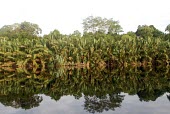 Palm trees. Jambi, Indonesia tree,trees,palm,palms,horizontal,forest,river,indonesia,peat,swamp,forests,climate change,global warming,rainforests,jambi,reflection,reflections,water