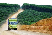 Oil palm plantation in Indonesia road,track,horizontal,truck,vehicle,indonesia,plantation,forest,forests,climate change,global warming,rainforest,rainforests,oil palms,oil palm,palm oil