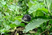 A juvenile gorilla (Gorilla beringei) eating in Uganda's forest africa,wild,animal,animals,gorilla,wildlife,uganda,forests,rainforests,juvenile,infant,young,gorillas,primate,primates,looking towards camera,hidden,face,undergrowth,foliage,great ape,great apes,Mamma
