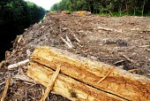 Cleared peatland in Indonesia horizontal,forest,indonesia,fire,forests,climate change,global warming,rainforest,rainforests,peat,land,cleared land,cleared,land clearance,wood,timber,water,water channel,edge,destruction,peatland