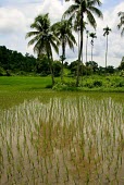 Rice paddies in Bangladesh field,rice,Bangladesh,forests,paddies,verticals,rainforests,crop,agriculture,palm,palms,wetlands,water,rice paddy