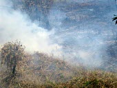 Forest fires are mostly caused by human activity horizontal,forest,indonesia,fire,smoke,fires,forest fires,forest fire,kalimantan,palangkaraya,burnt,black,blackened,destruction,habitat destruction,human activity,fog,cifor