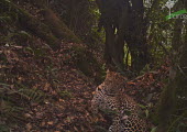 A Javan leopard caught on a camera trap animal,Indonesia,national park,Gunung Halimun-Salak National Park,wildlife,conservation,leopard,biodiversity,leopards,big cat,big cats,mammals,cat,cats,Critically Endangered,forest,forests,camouflage,