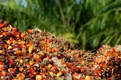 Oil palm fruits ready for processing horizontal,close up,close-up,fruit,forest,indonesia,rainforest,west kalimantan,sintang,oil palm,palm oil,oil palms,sentarum,processing,mound,pile,heap,shallow focus,negative space,palm,palms