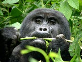 A gorilla (Gorilla beringei) eating in Uganda's forest africa,wild,animal,animals,gorilla,wildlife,uganda,forests,rainforests,gorillas,primate,primates,eating,feeding,looking towards camera,close up,close-up,great ape,great apes,Mammalia,Mammals,Chordates
