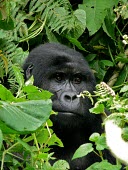 A gorilla (Gorilla beringei) in Uganda's forest africa,wild,animals,horizontal,forest,gorilla,gorillas,wildlife,uganda,rainforests,adult,male,primate,primates,close-up,close up,face,portrait,foliage,undergrowth,great ape,great apes,Mammalia,Mammals