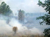 Forest fires are mostly caused by human activity horizontal,forest,indonesia,fire,smoke,fires,forest fires,forest fire,kalimantan,palang karaya,habitat,destruction,fog,palangkaraya,cifor