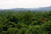 Forest landscape tree,horizontal,forest,forests,indonesia,scenery,asia,big tree,papua,climate change,climate,horizontals,mamberamo,green,canopy,view,scenic,habitat,deforestation